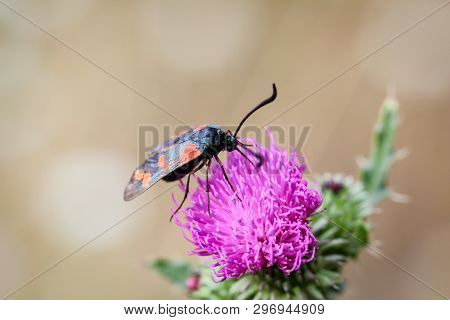 Close-up Of A Butterfly, Rambling On A Plant