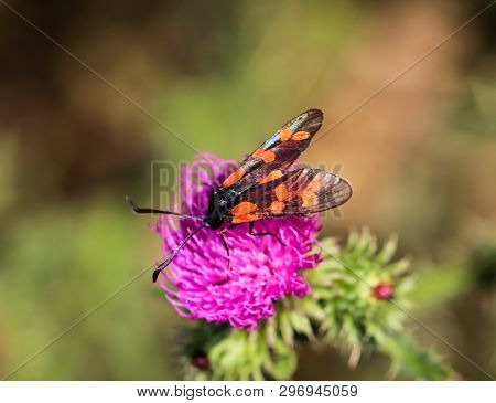 Close-up Of A Butterfly, Rambling On A Plant