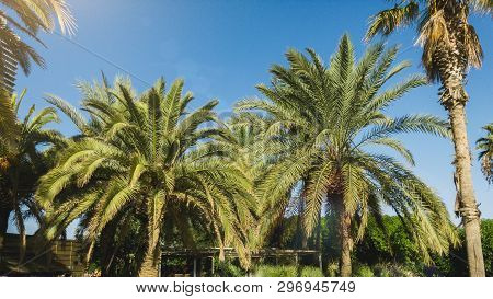 Palm Trees Against Blue Sky In Sunny Barcelona In The Summer, Panorama