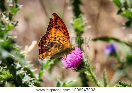 Close-up Of A Butterfly, Rambling On A Plant