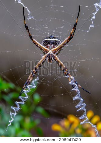 Macro Photography Of A  Silver Argiope Spider Hanging From Its Web Near Its Stabilimenta. Captured A