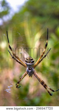 Macro Photography Of A Silver Argiope Garden Spider Waiting On Its Web. Captured At The Andean Mount