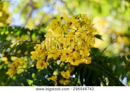 Close-up Of Yellow Flower On A Tree In Jardim Botanico Garden On Portuguese Island Of Madeira