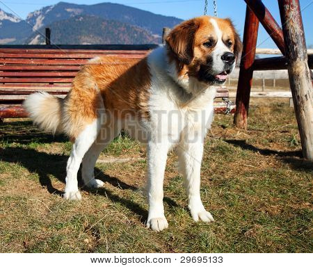 圣伯纳犬
