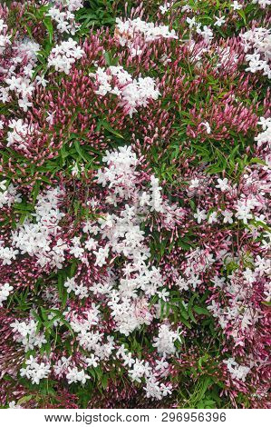 Springtime. Blooming Pink Jasmine Vine ( Jasminum Polyanthum ), Texture