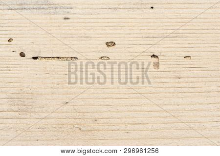Longitudinal Section Of Coniferous Wood With Traces Of Insect Pest. Scolytus Bark Beetle Traces On W