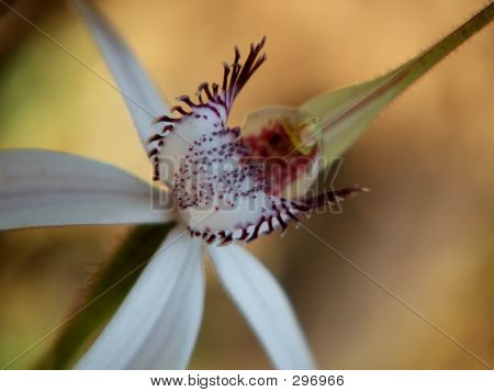 Květiny - orchidej