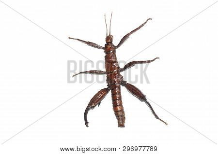 Large Yellow Insect As A Tree Branch, Isolated, Erycamtha Horrida