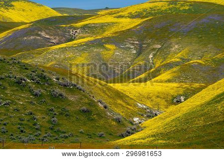 Beautiful Yellow Hills Covered In Hillside Daisies And Goldfield Wildflowers At Carrizo Plain Nation