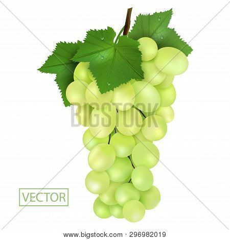 Realistic Green Grapes And Leaves With Drops. Ripe Juicy Fruit 3d Illustration High Detail Isolated 