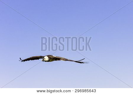 Flying Bearded Vulture (gypaetus Barbatus), Also Known As The Lammergeier Vulture (or Lammergeyer) O