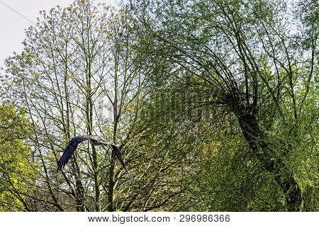 Flying Bearded Vulture (gypaetus Barbatus), Also Known As The Lammergeier Vulture (or Lammergeyer) O