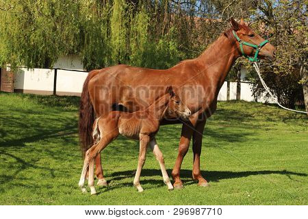 Closeup Photo Of A On Day Old Newborn Gidran Colt At Rural Animal Farm