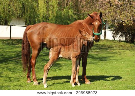 Closeup Photo Of A On Day Old Newborn Gidran Colt At Rural Animal Farm
