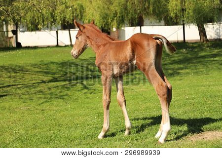 Closeup Photo Of A On Day Old Newborn Gidran Colt At Rural Animal Farm