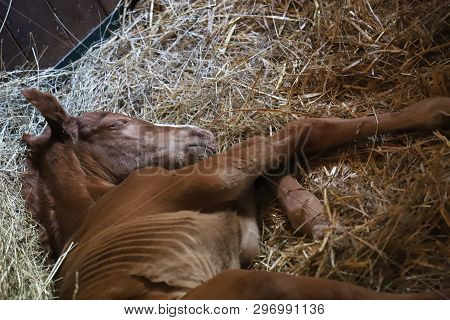 Closeup Photo Of A On Day Old Newborn Gidran Colt At Rural Animal Farm