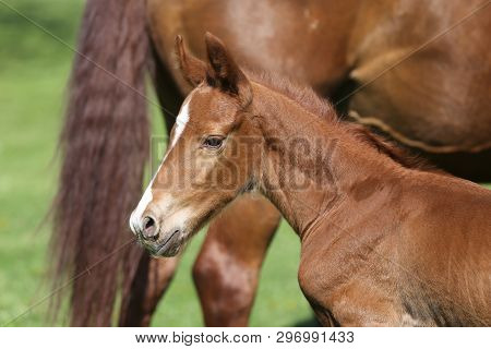 Closeup Photo Of A On Day Old Newborn Gidran Colt At Rural Animal Farm