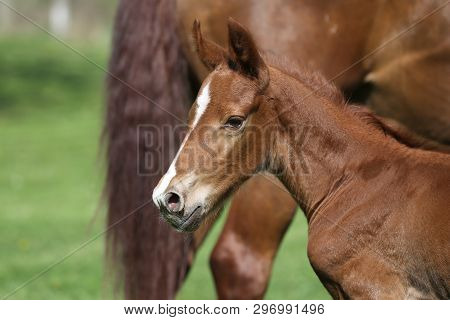 Closeup Photo Of A On Day Old Newborn Gidran Colt At Rural Animal Farm