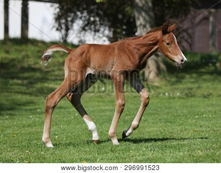 Closeup Photo Of A On Day Old Newborn Gidran Colt At Rural Animal Farm