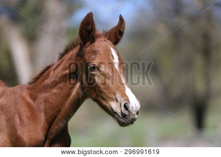 Closeup Photo Of A On Day Old Newborn Gidran Colt At Rural Animal Farm