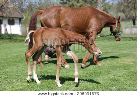 Closeup Photo Of A On Day Old Newborn Gidran Colt At Rural Animal Farm