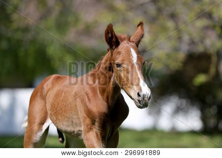 Closeup Photo Of A On Day Old Newborn Gidran Colt At Rural Animal Farm