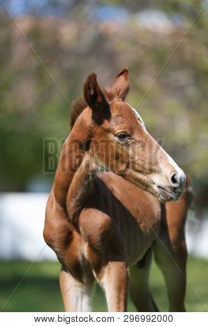 Closeup Photo Of A On Day Old Newborn Gidran Colt At Rural Animal Farm