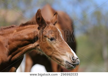 Closeup Photo Of A On Day Old Newborn Gidran Colt At Rural Animal Farm