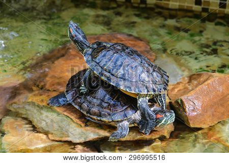 Trachemys Scripta Elegans. Decorative Red-eared Turtles Are Sitting On The Rocks In An Artificial Re