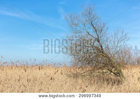 Canebrakes With Bare Tree In Wetlands Of Dutch National Park Oostvaardersplassen