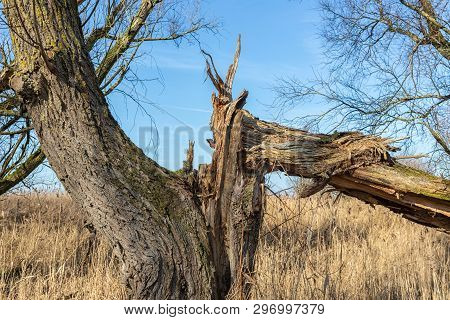 Wetlands Of Dutch National Park Oostvaardersplassen With Broken Trees In Early Spring