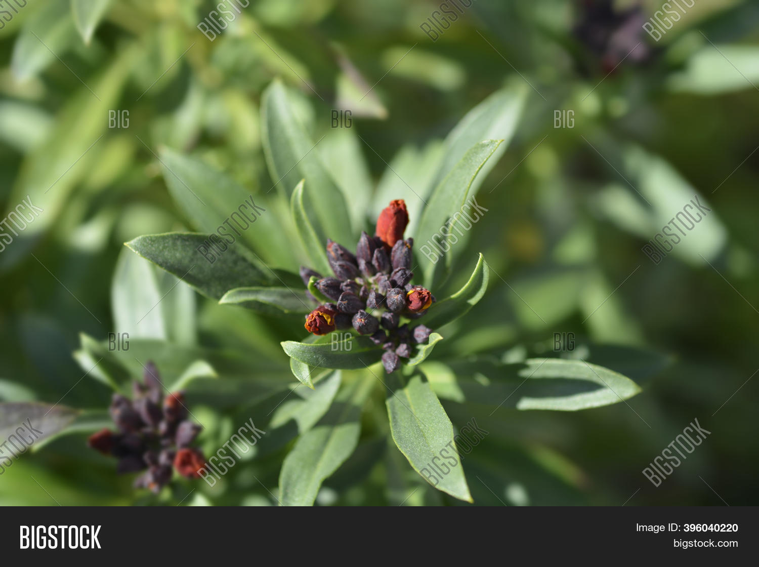 Orange Wallflower Image & Photo (Free Trial) Bigstock