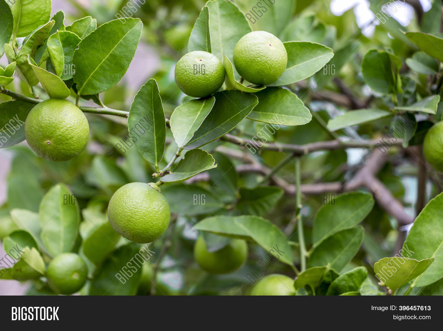 Fresh Lemon Leaves Image & Photo (Free Trial) Bigstock