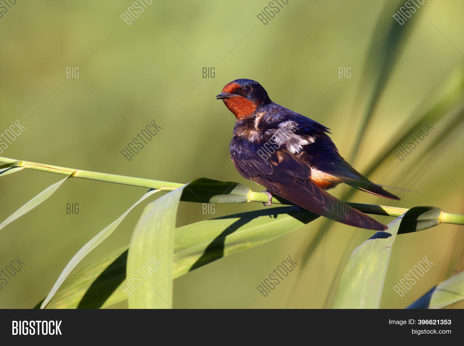 Barn Swallow Hirundo Image Photo Free Trial Bigstock