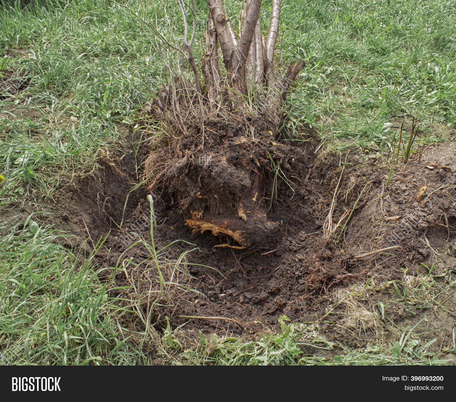 Uprooted Tree. Axed Image & Photo (Free Trial) | Bigstock