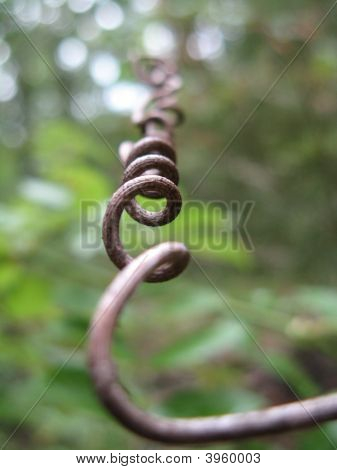 Curling Vine