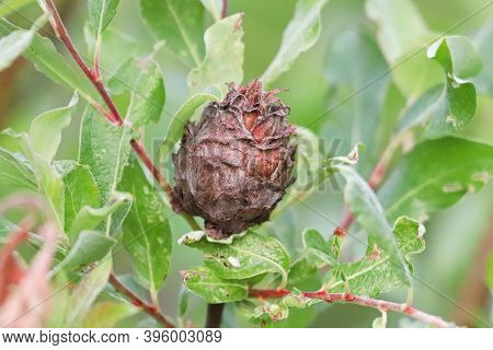 Macro Of A Pinecone Gall On A Willow Tree