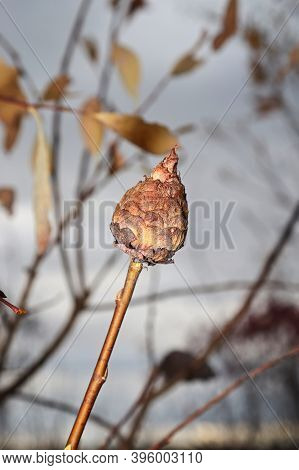 A Willow Gall Ball Against A Grey Background