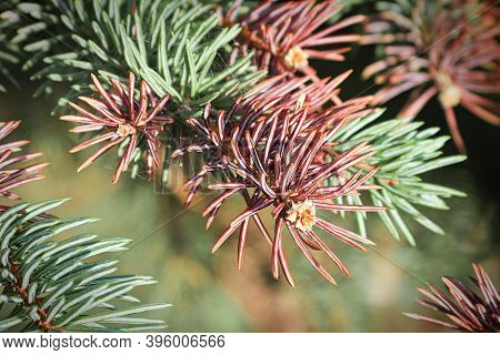 The Brownish Tips Of A Spruce Showing Tree Stress