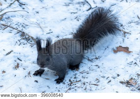 The Squirrel Sits On White Snow With Nut In Winter. Eurasian Red Squirrel, Sciurus Vulgaris. Copy Sp