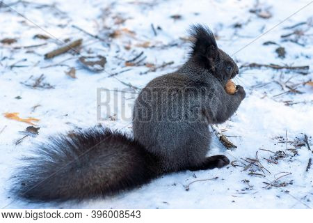 The Squirrel Sits On White Snow With Nut In Winter. Eurasian Red Squirrel, Sciurus Vulgaris. Copy Sp