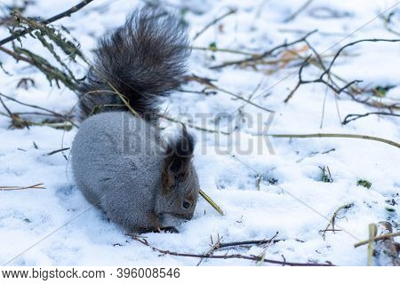 The Squirrel Sits On White Snow With Nut In Winter. Eurasian Red Squirrel, Sciurus Vulgaris. Copy Sp