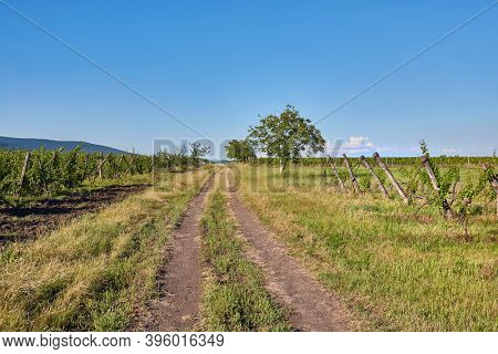 Countryside path dirt road along grape plantation in summer