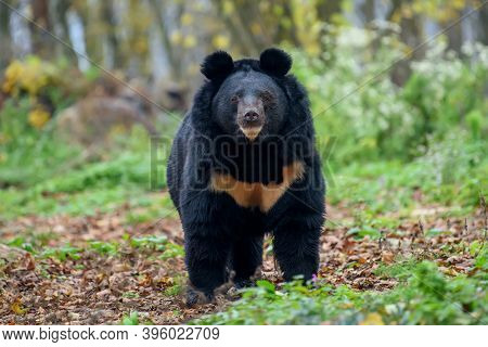 Asiatic Black Bear (ursus Thibetanus) In Autumn Forest. Wildlife Scene From Nature