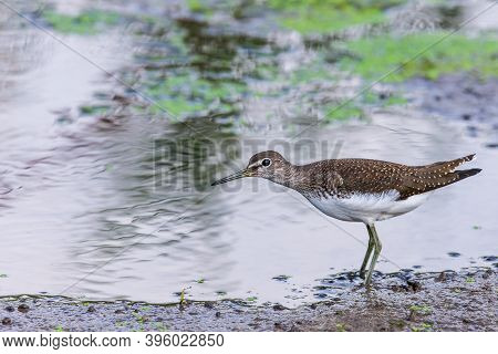 Green Sandpiper Or Tringa Ochropus Walks On Lake