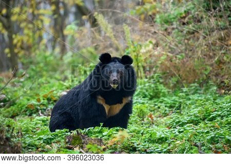 Asiatic Black Bear (ursus Thibetanus) In Autumn Forest. Wildlife Scene From Nature
