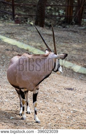 Gemsbok Or Gemsbok Or Oryx Gazella In Zoo.