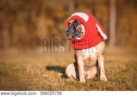 French Bulldog Dog Wearing Red Winter Loop With Bunny Ears In Autumn Forest With Copy Space On Side