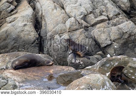 Seals On The Rocks At Ohau Point, South Island