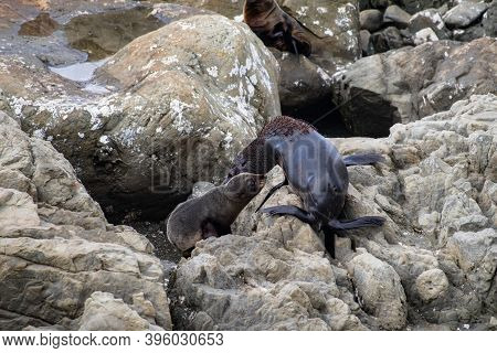 Seals On The Rocks At Ohau Point, South Island